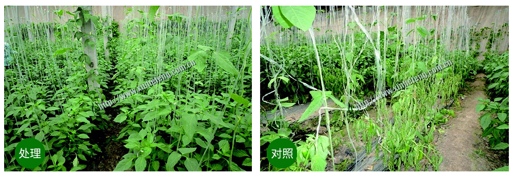 領(lǐng)先生物創(chuàng)新型生防菌劑熒保素應(yīng)用案例