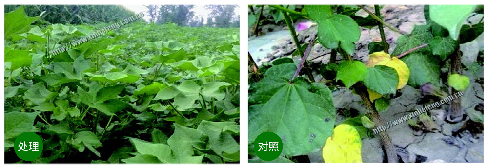 領(lǐng)先生物創(chuàng)新型生防菌劑熒保素應(yīng)用案例